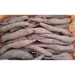 紅はるか【C品-M,S.2S混】飼料用、土付き10kg「飼料用としていますが食用としても美味しいです