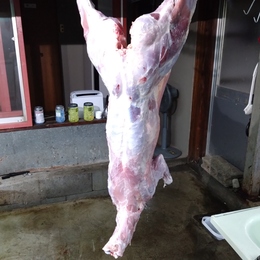 【小田原産】:限定1　鹿肉一頭売り　夏子鹿　雌10Kg