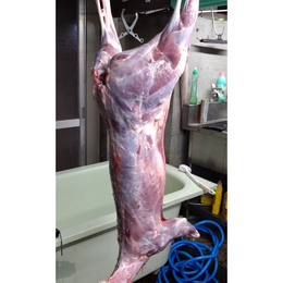 【小田原産】:限定1　鹿肉一頭売り　夏子鹿　約10kg