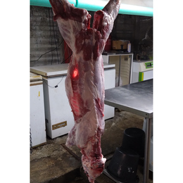 【小田原産】:限定1　猪(ウリ坊)一頭売り　雄4.8kg
