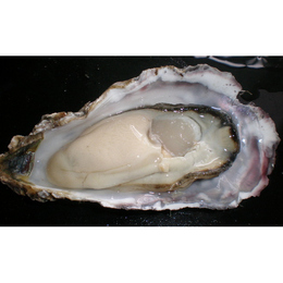 北海道厚岸産　殻付き生牡蠣　 生食用　30個入り(100g～130g)