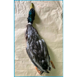 【季節限定】チルド・天然鹿児島獲れマガモ(網獲れのため毛付)