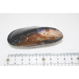 宮城県石巻産 活大ムール貝(7～8cm)選別品 3kg【関西圏まで送料無料】