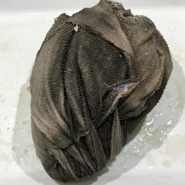 【不定貫】国産牛センマイ(ホルモン・もつ)