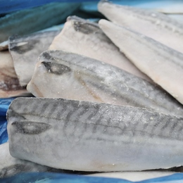 サバフィーレ30入/5kg