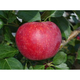 信州　飯綱町産　しなのリップ　S級　5㎏