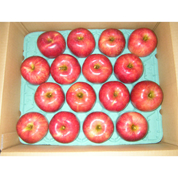 信州　飯綱町産　サンつがる　S級　10㎏