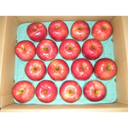 信州　飯綱町産　サンつがる　B級　10㎏