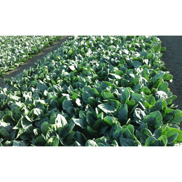 (新鮮)ほうれん草【L,M】無洗浄ー3kg(250g×12袋)「無農薬なので安心です!」茨城産