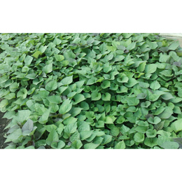 安納べに苗【切り苗】100本「安納芋(安納べに)の切り苗です!注文後の採取になります」茨城産