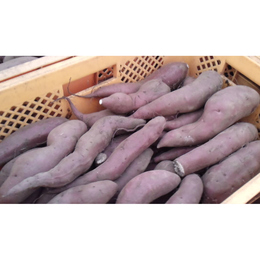 シルクスイート「B品、丸長細芋混」土付き 10kg「形、大きさ(S～2L)バラバラでも美味しい