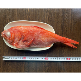 【約600円/尾】青森県産金目鯛　セミドレス10kg　400~550g/尾　