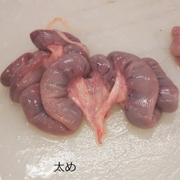 国産豚コブクロ太め(冷蔵)大貫