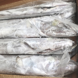 太刀魚ラウンド　10kg　1キロup